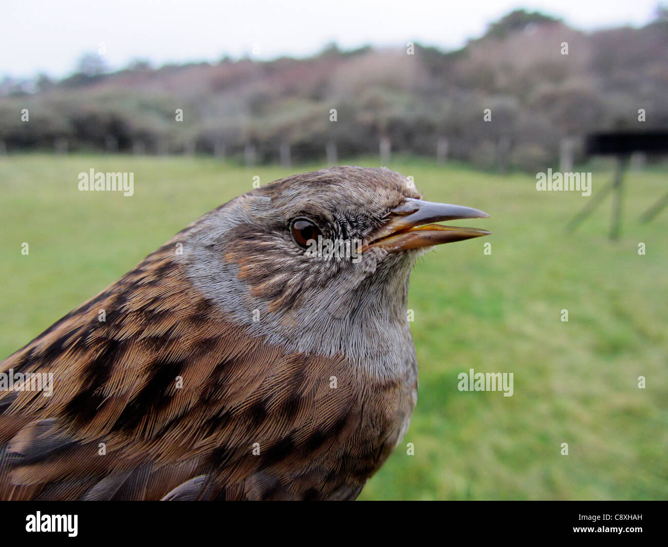 Kopf eines Hedge beobachtet (Prunella Modularis), Westenschouwen, Holland Stockfoto
