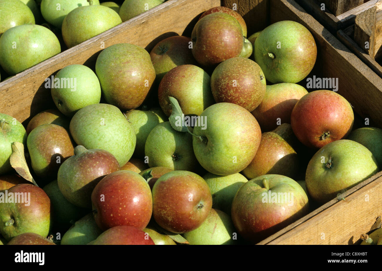 Schachtel mit geernteten Cox Äpfel nach der Ernte Stockfoto