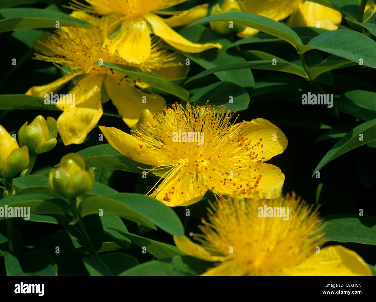 Rose von Sharon (Hypericum Calycinum) Blumen Stockfoto