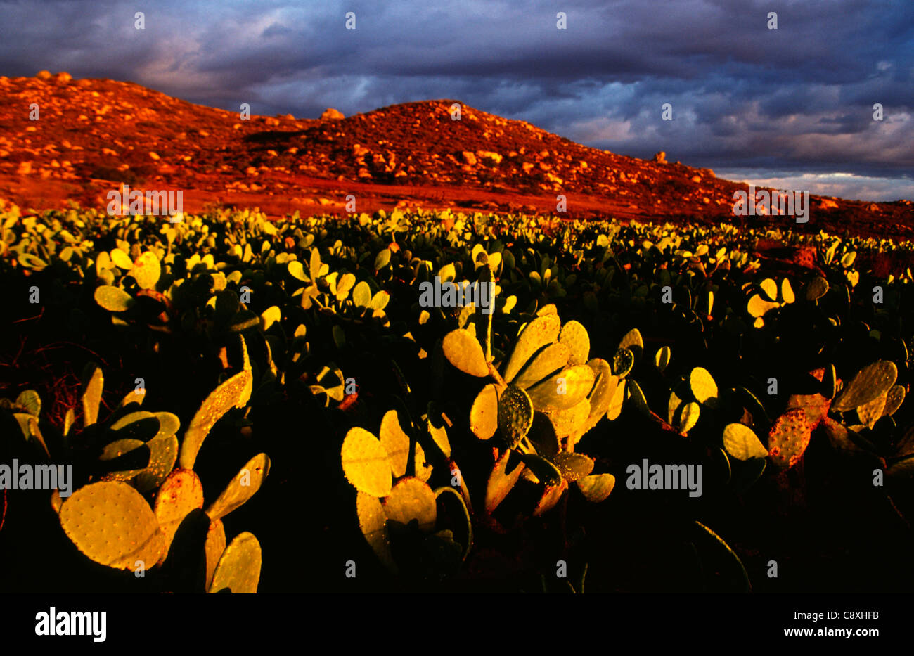 Nopal Kaktus wächst in einem Feld im Norden von Baja California, Mexiko Stockfoto