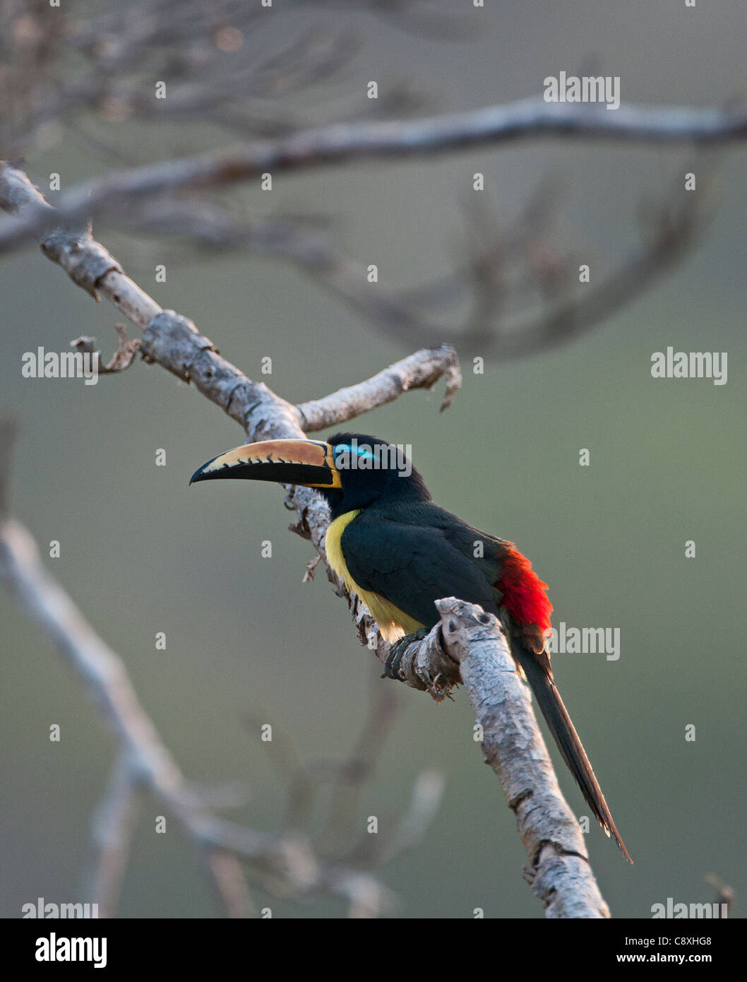 Toucan amazon peru -Fotos und -Bildmaterial in hoher Auflösung – Alamy