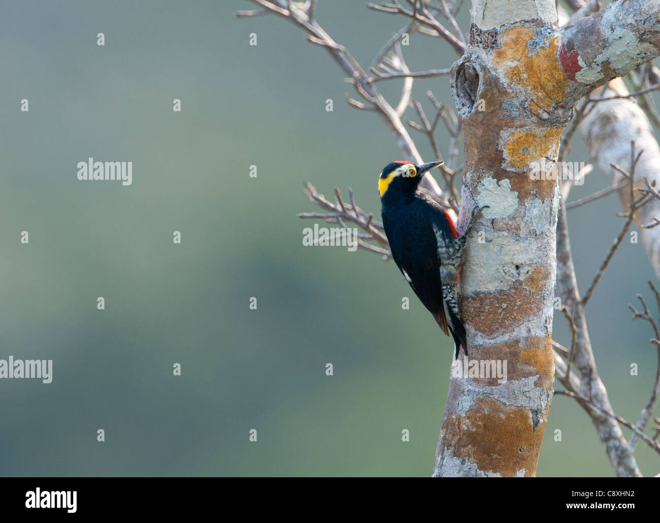 Gelb-getuftete Spechte Melanerpes Cruentatus Amazonas Peru Stockfoto