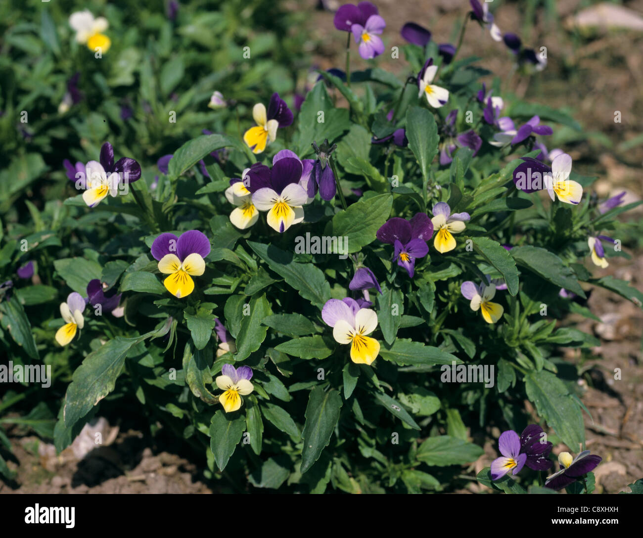 Stiefmütterchen Johnny Jumpup oder wilde Stiefmütterchen (Viola Tricolor) Blütenpflanzen Stockfoto
