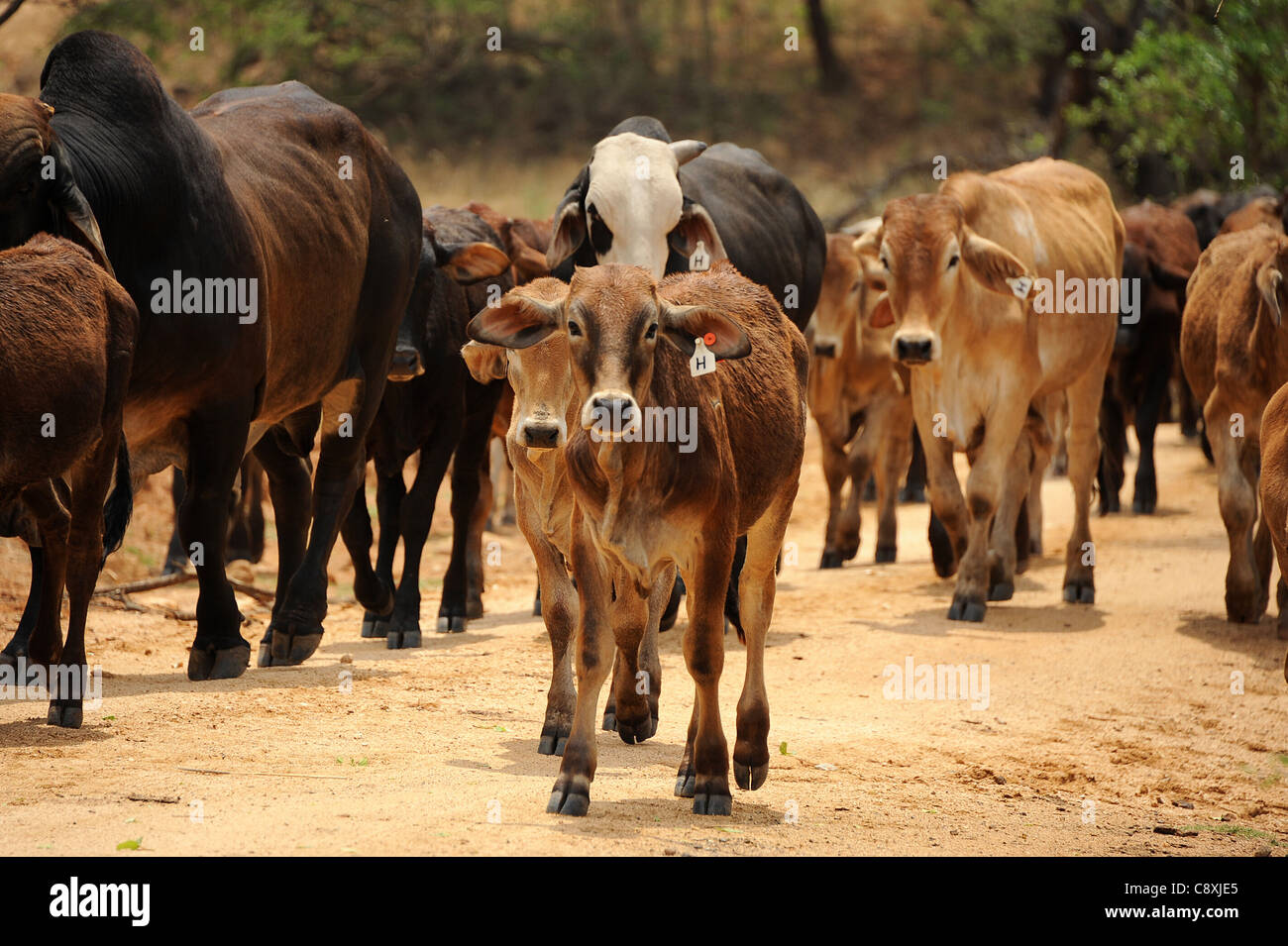 Rinderhaltung auf Simbabwe Safari Ranch. Stockfoto