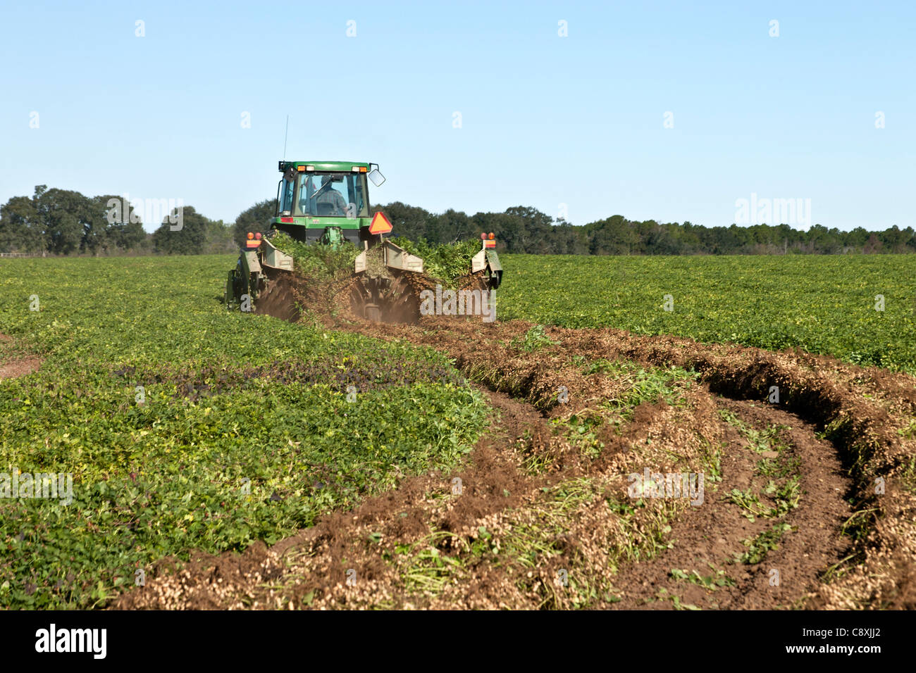 Erdnussernte, John Deere Traktor invertiert Erdnussernte. Stockfoto