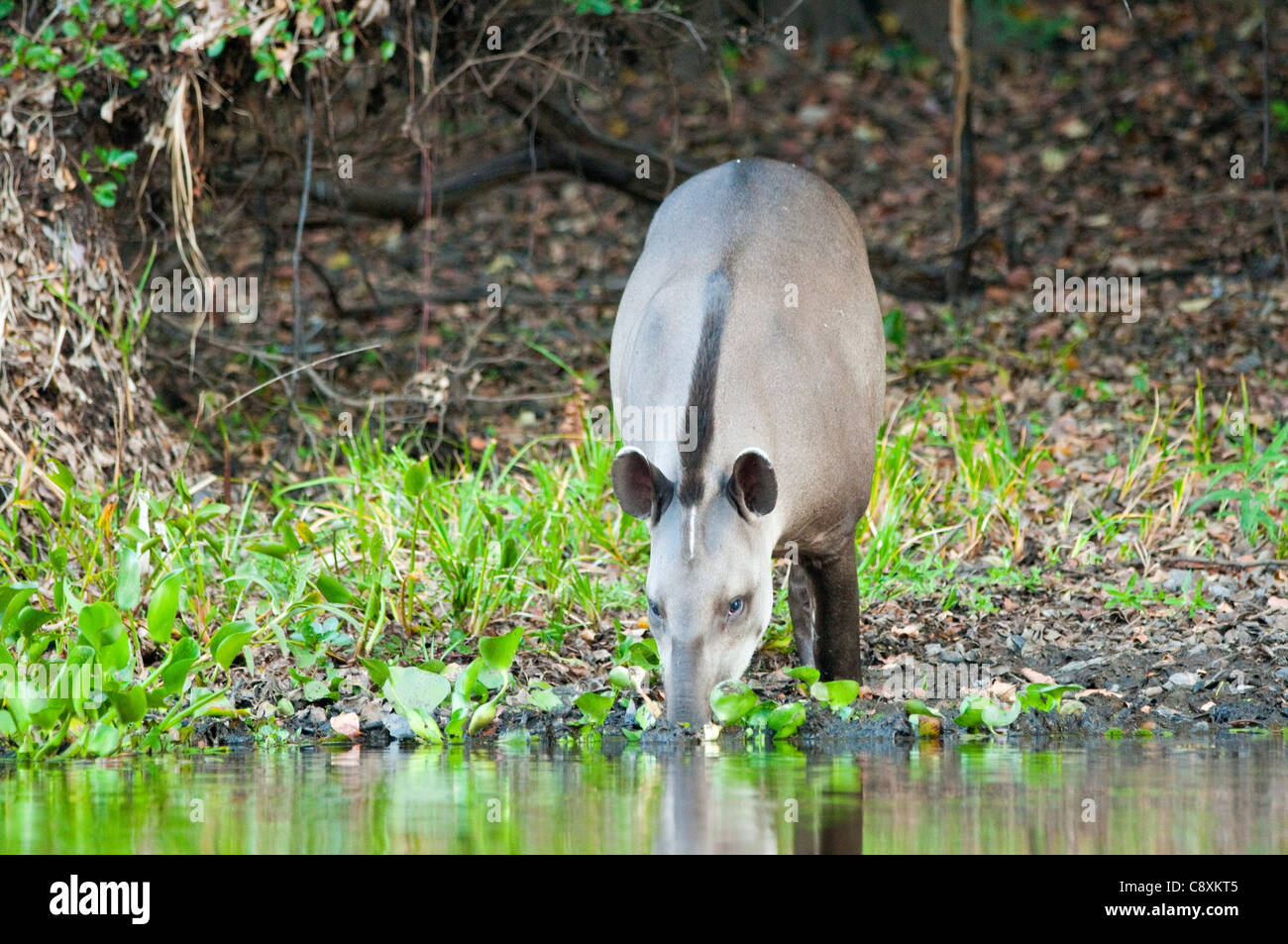 Brasilianische tapir Stockfoto