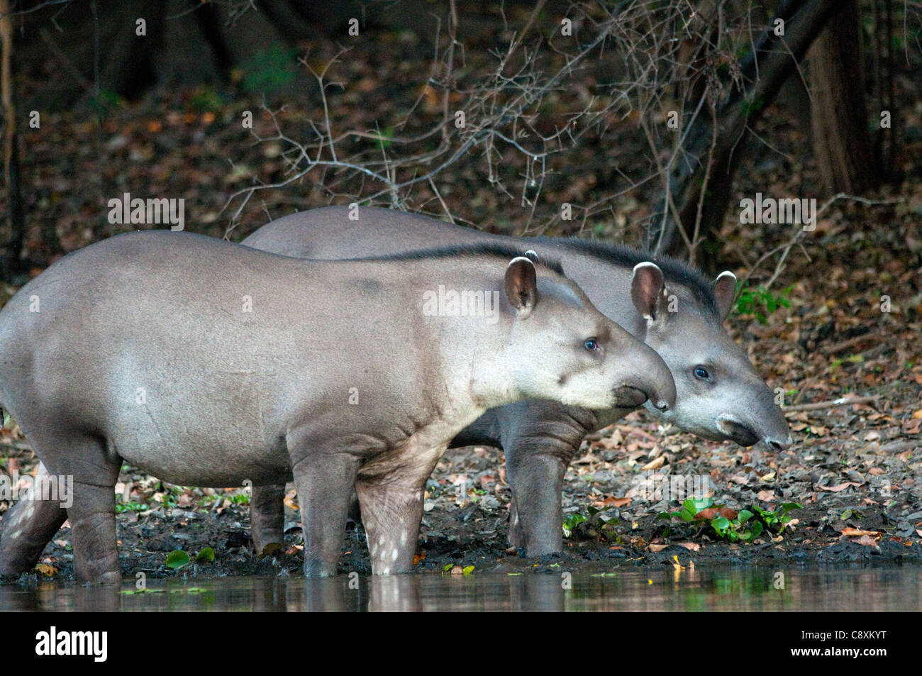 Brasilianische tapir Stockfoto