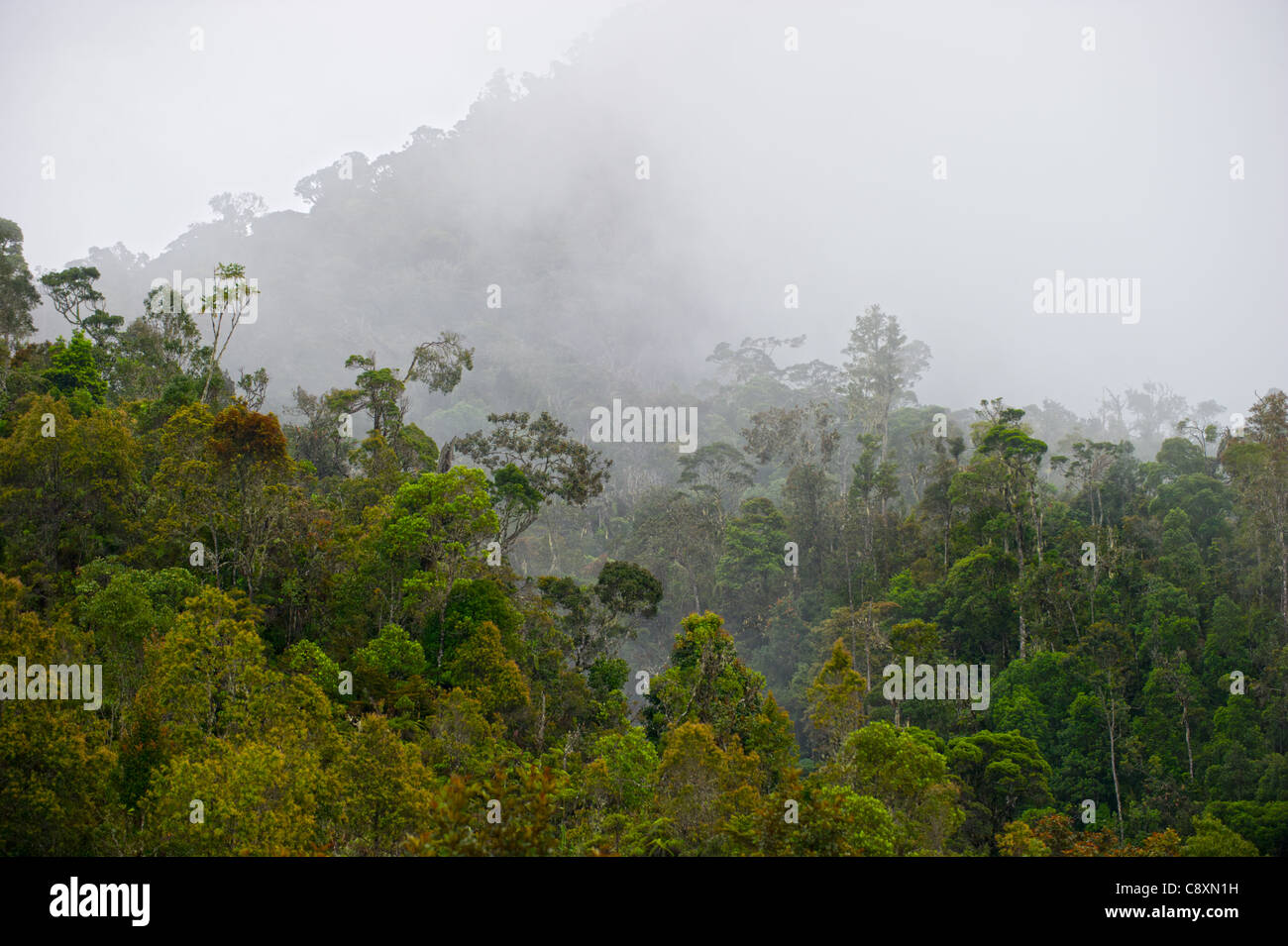 Tropischen Bergwald im westlichen Hochland in der Nähe von Paiya Papua Neuguinea Stockfoto