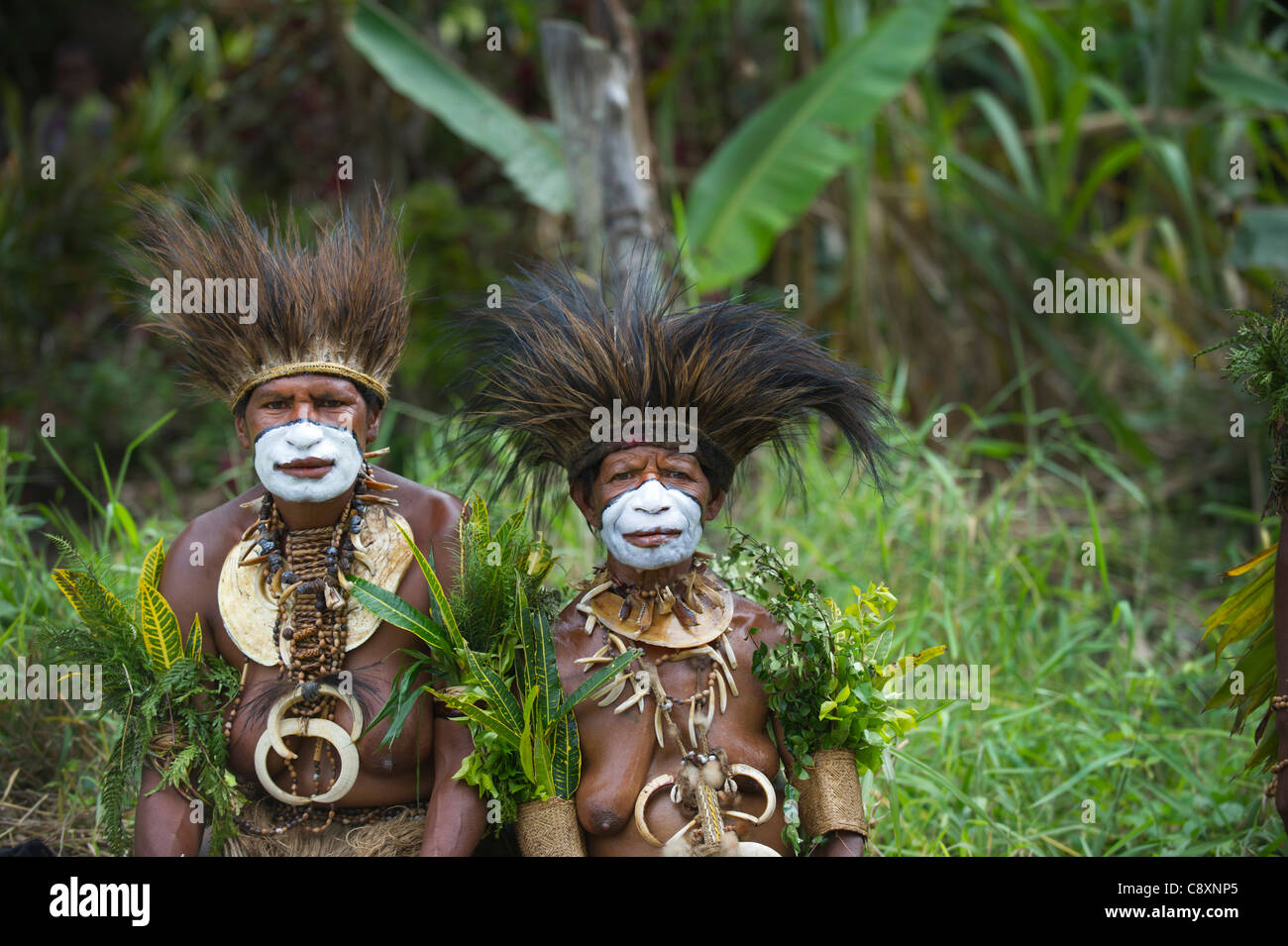 Jiwaka Stamm von Western Highlands am Mt Hagen zeigen Papua New Guinea Notenkopf Kleid aus Kasuar Federn Stockfoto