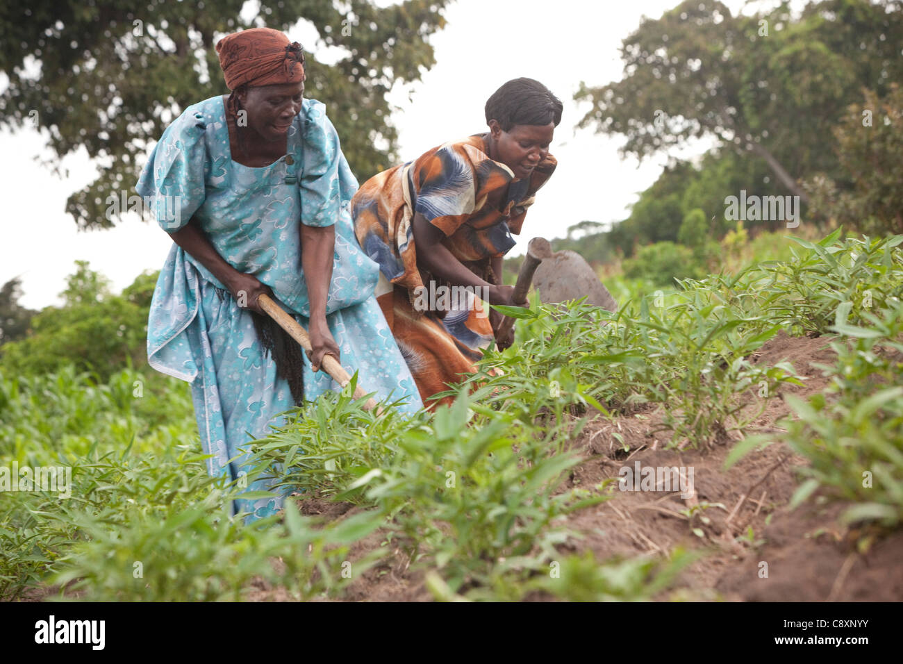 Frauen Kleinbauern Bauernhof in ihre Süßkartoffel-Felder in Kibuku District, Uganda. Stockfoto