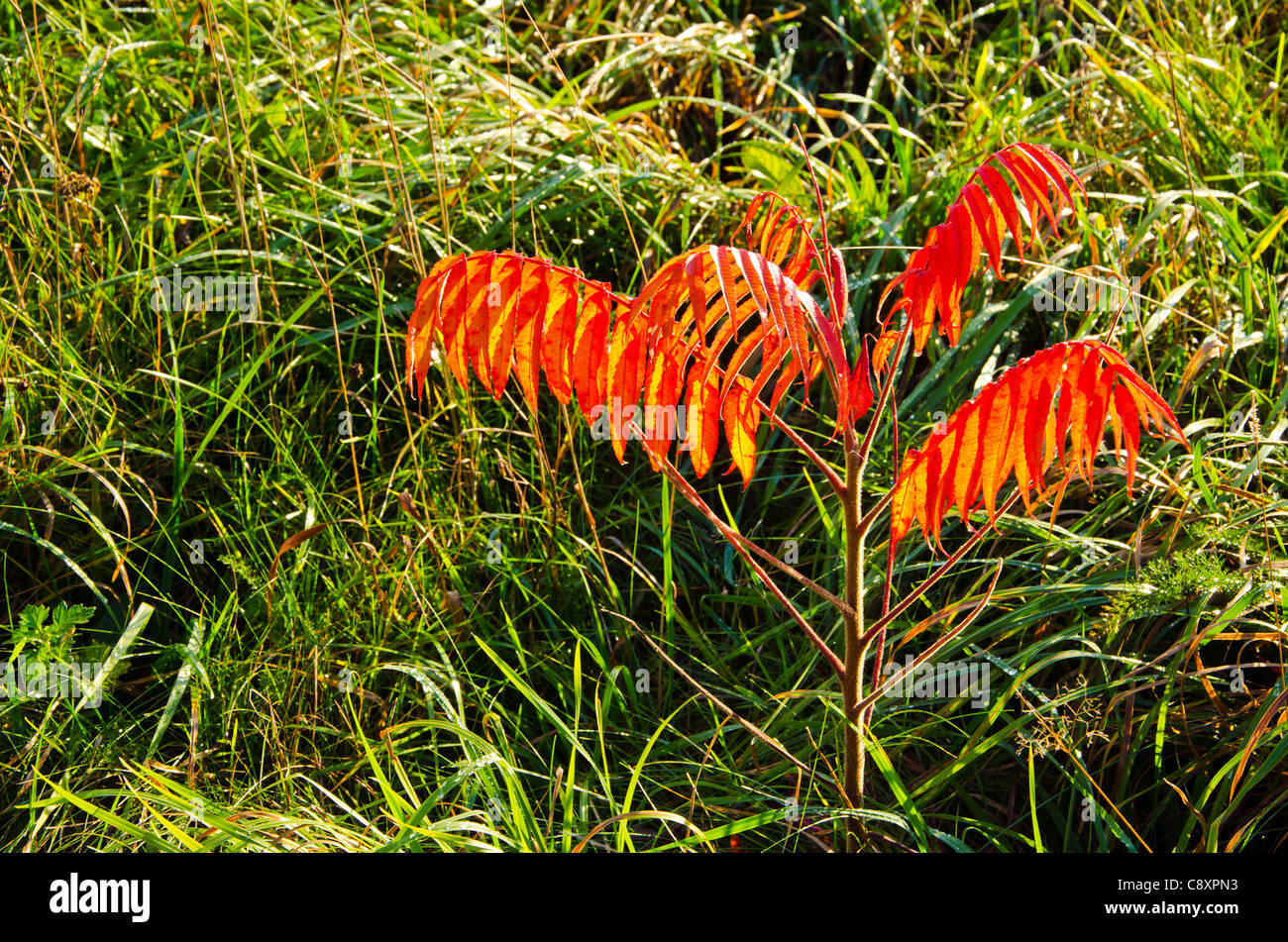 Bäumchen mit schönen rötlichen Blätter im Herbst. Einsamer Baum auf Wiese. Stockfoto