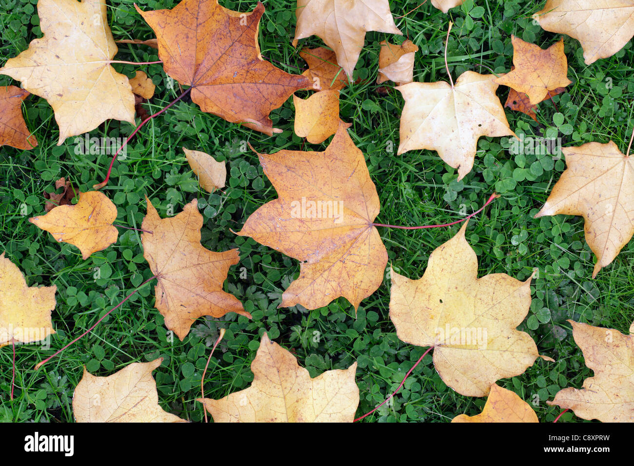Herbstblätter auf dem Boden, Großbritannien Stockfoto