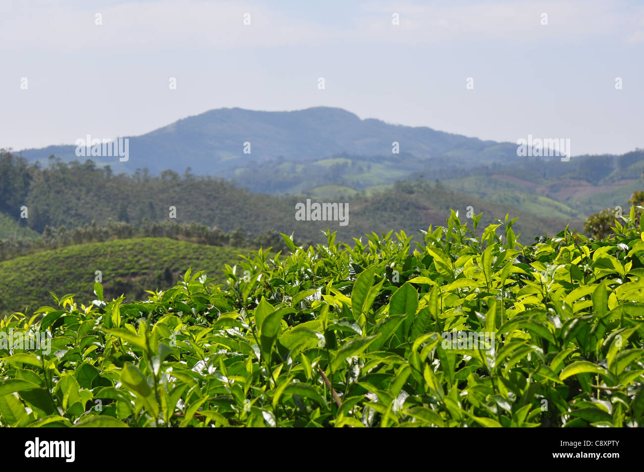 Die Blue Mountains bilden eine wunderbare Kulisse für Teepflanzen im Vordergrund Stockfoto