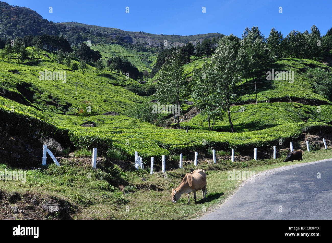 Teeplantagen und Schatten spendenden Bäumen in Munnar Stockfoto