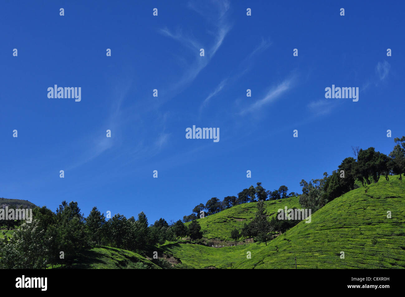Strahlend blauem Himmel und Teeplantagen von Munnar, Indien Stockfoto
