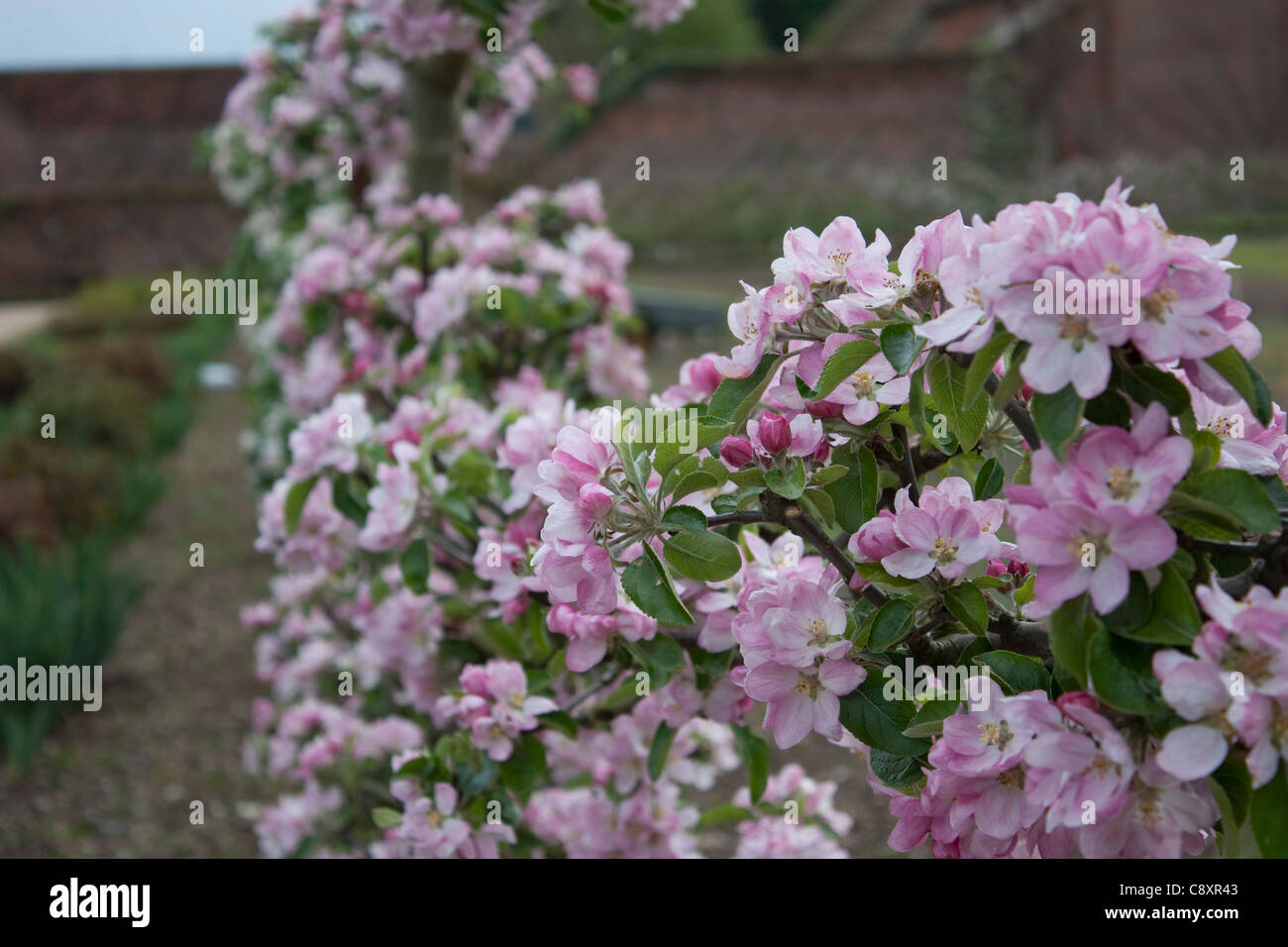 Absperrungen von rosa und weißen Apfelblüten Audley End House and Gardens in Essex Stockfoto