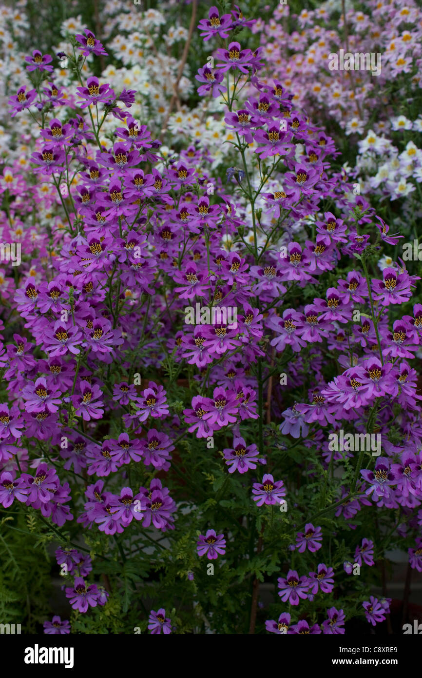 Arme-Leute Orchidee (Rachenbltler) oder Bauernorchideen genommen Audley  End House and Gardens, Essex Stockfotografie - Alamy