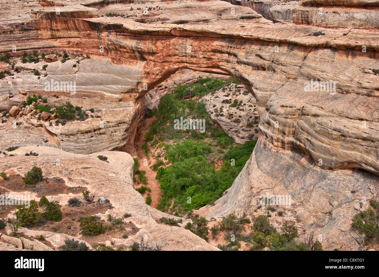 Sipapu Bridge bei natürlichen Brücken Nat. Denkmal, Utah, USA Stockfoto
