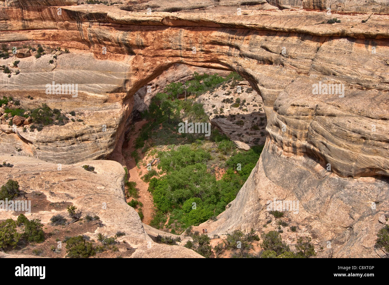 Sipapu Bridge bei natürlichen Brücken Nat. Denkmal, Utah, USA Stockfoto