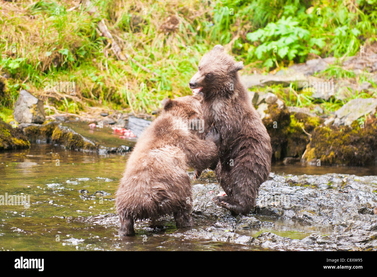 Braunbär Jungen spielen im Russian River, Alaska Stockfoto