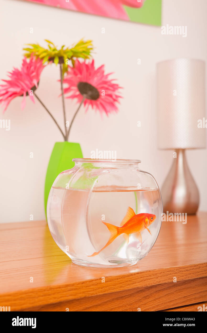 USA, Illinois, Metamora, Golfish im Goldfischglas, Vase mit Blumen im Hintergrund Stockfoto
