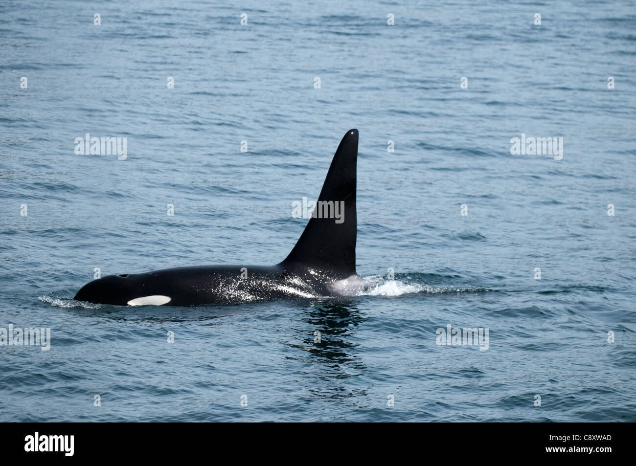 Schwertwal (Orcinus Orca), Kenai Fjords Nationalpark, Seward, Alaska Stockfoto