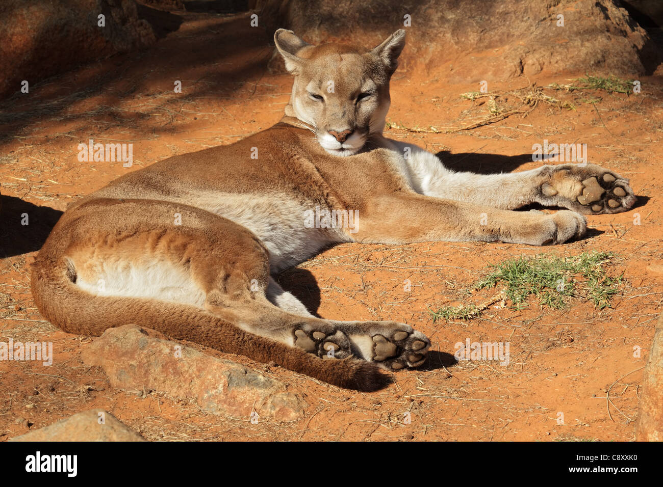 Ein Cougar (Puma Concolor), auch bekannt als Puma, Puma oder Panther auf dem Boden Stockfoto