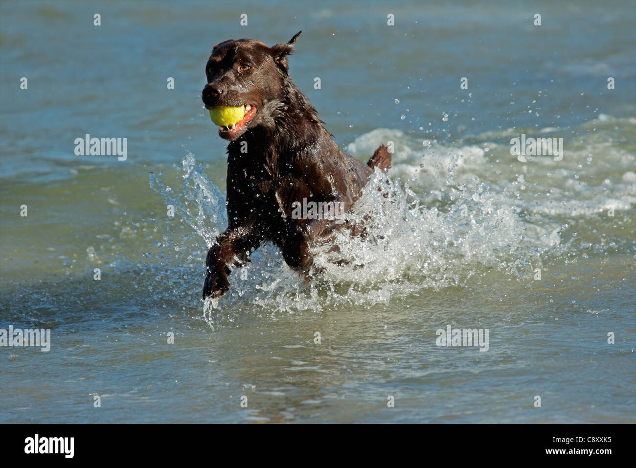 Hund laufen und spielen am Strand Stockfoto