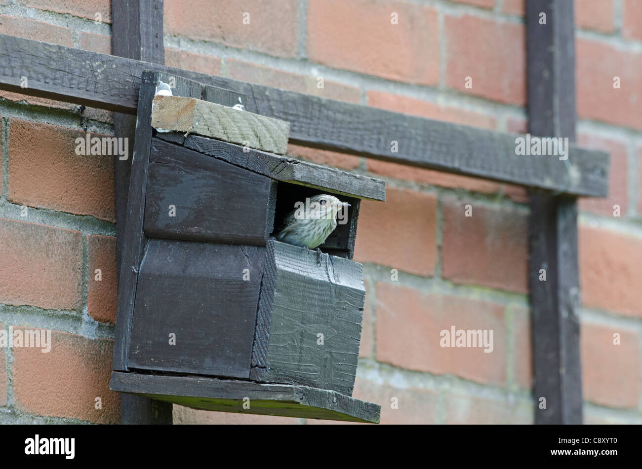 Spotted Flycatcher Muscicapa Striata im Nistkasten auf Seite der Haus-Norfolk Stockfoto