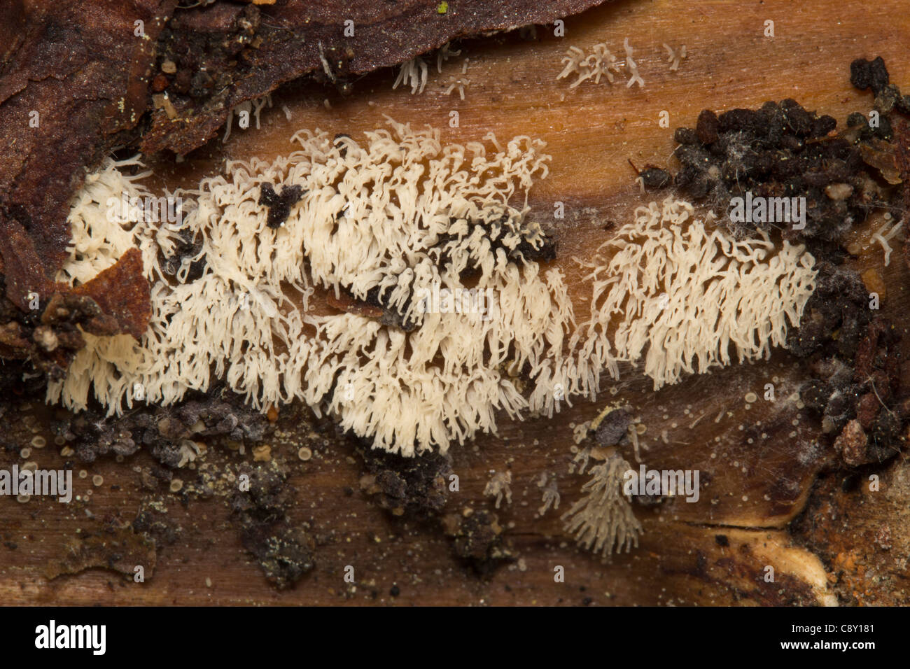 Korallen Schleim (Ceratiomyxa Fruticulosa) Pilz Stockfoto