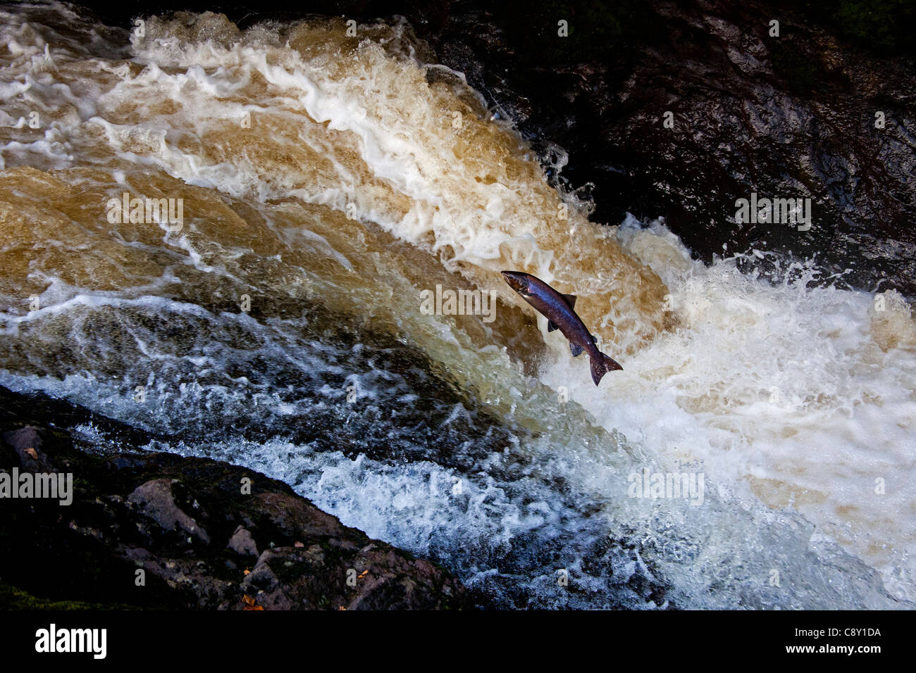 Wilder Lachs springen auf den natürlichen Lachstreppe und Wasserfall zurück zu ihren Laichplätzen auf der Fluss-Mandel, Perthshire Stockfoto