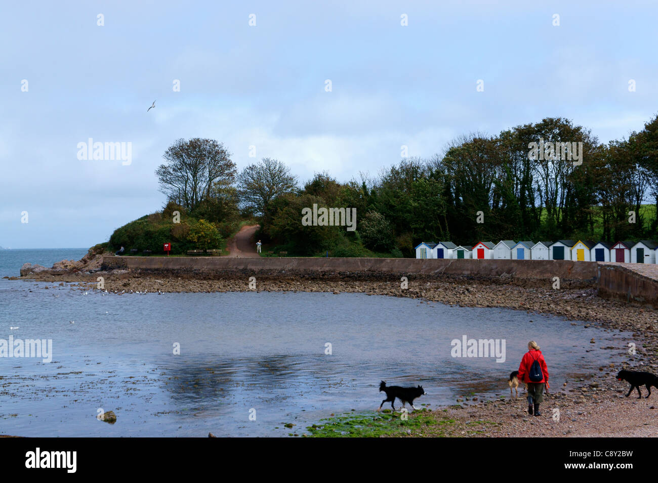 Hunde zu Fuß entlang des Strandes bei Broadsands in der Nähe von Paignton, Devon, England. Stockfoto