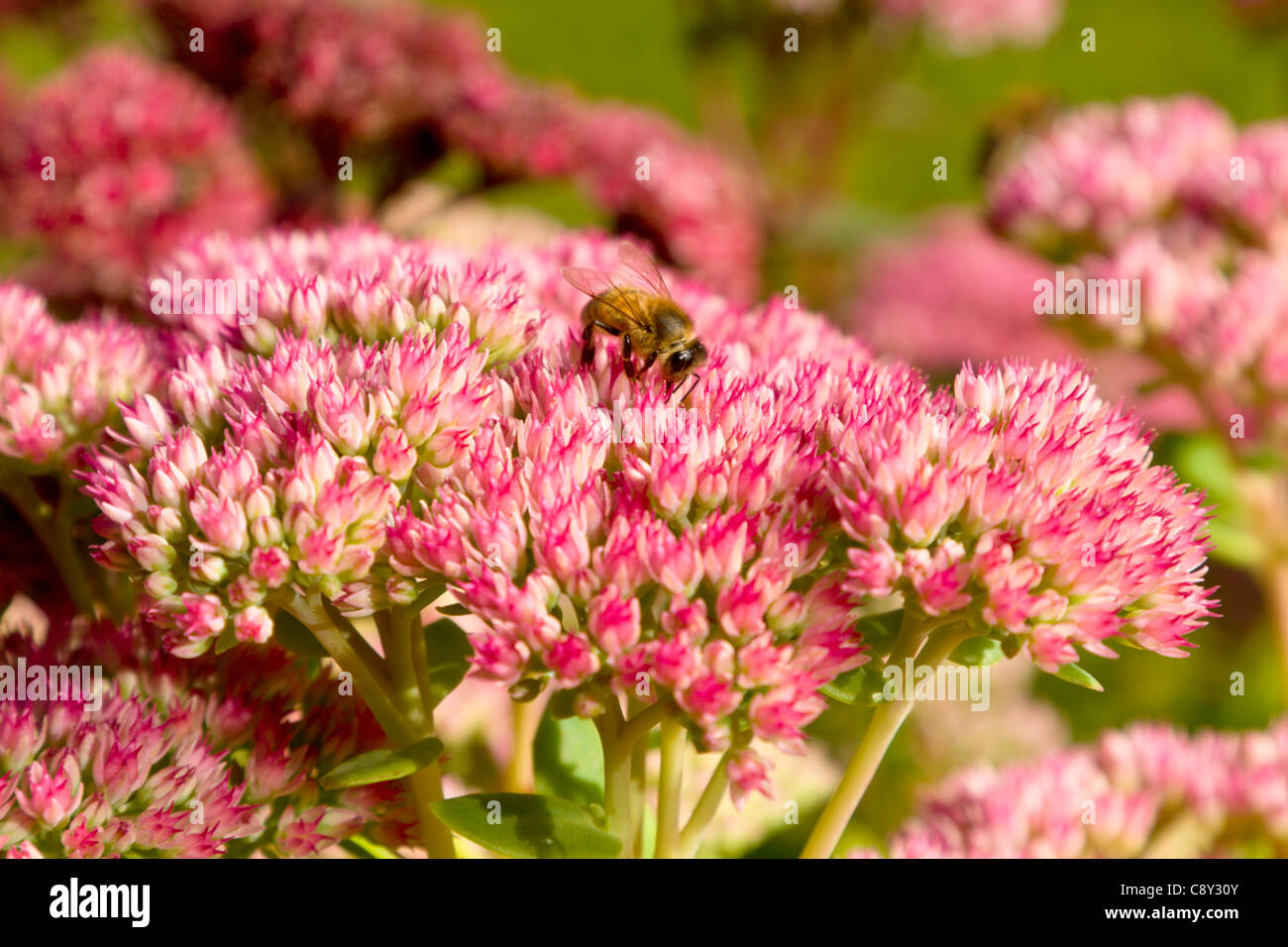 Honigbiene, die Fütterung auf Sedum Spectabile Pflanze Stockfoto