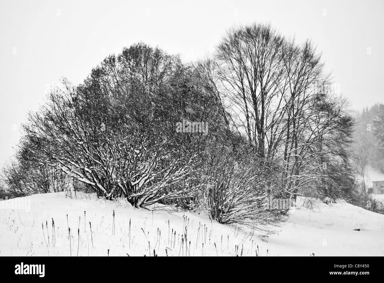 Bäume mit Raureif und Schnee in den Bergen Stockfoto