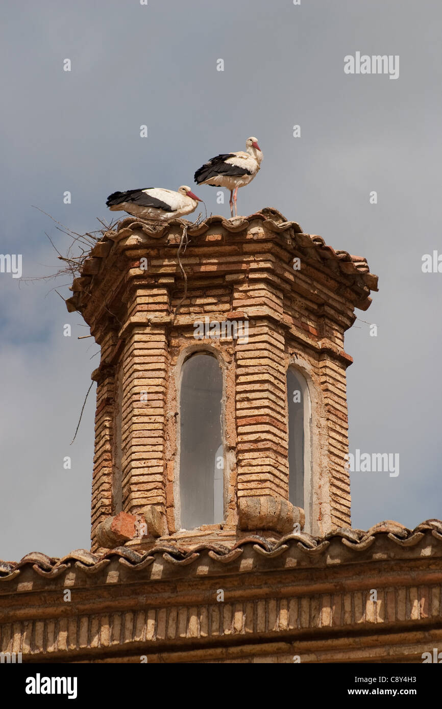 Ein paar Weißstörche, Ciconia Ciconia, mit einem Küken, nisten auf einem Turm in Spanien. Stockfoto