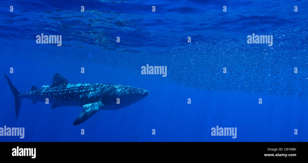 Ein riesiger Wal-Hai jagt kleine Fische für seine Mahlzeit in Honduras. Stockfoto