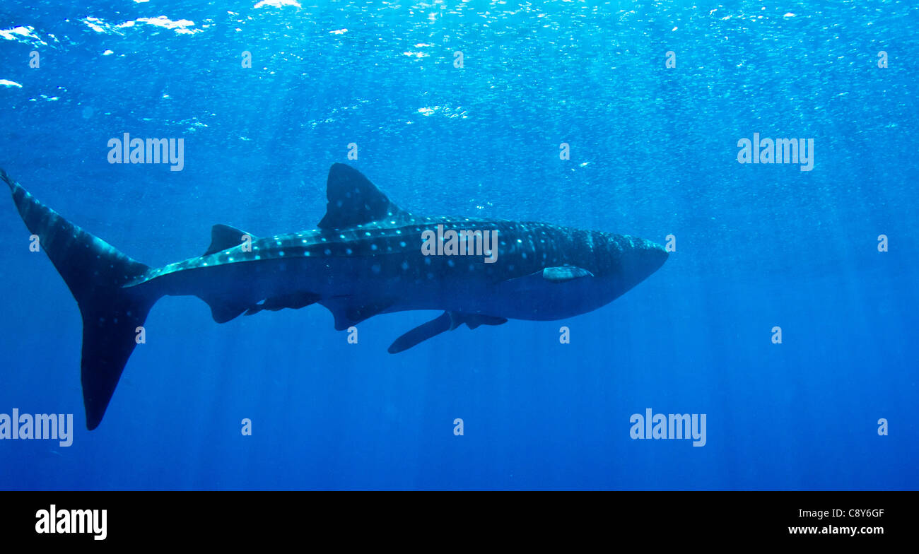 Ein riesiger Walhai erwärmt sich in der Nähe der Oberfläche in Hoduras. Stockfoto