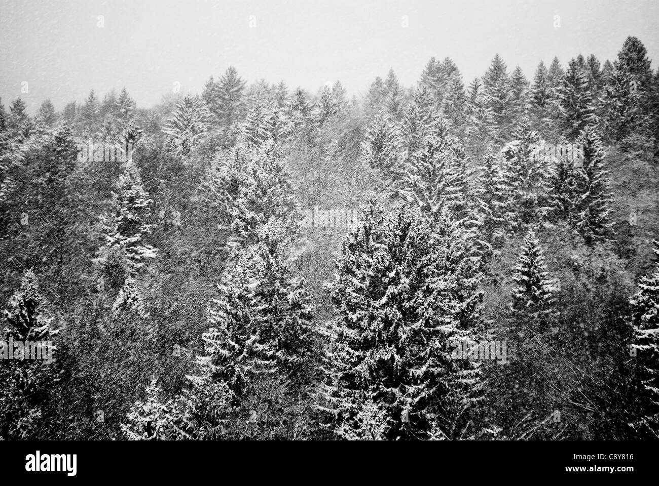 Bäume mit Raureif und Schnee in den Bergen Stockfoto