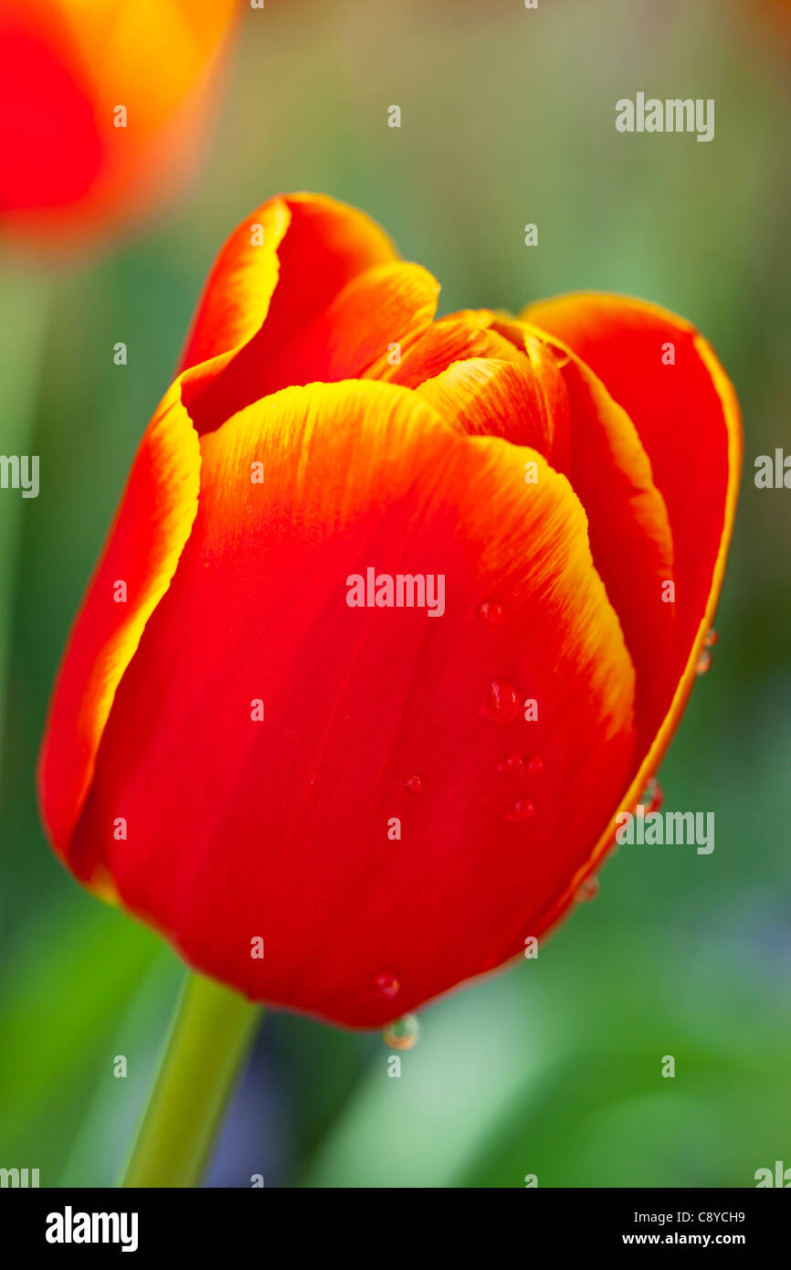 England, Northumberland, Rothbury. Blühende Tulpe im formalen Garten Cragside (National Trust). Stockfoto