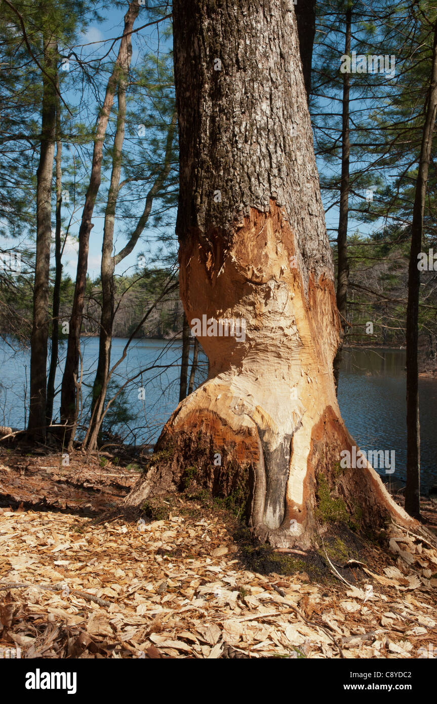 Hackschnitzel vor kurzem nagte von Biber in Harold Parker State Forest, Andover, MA Stockfoto