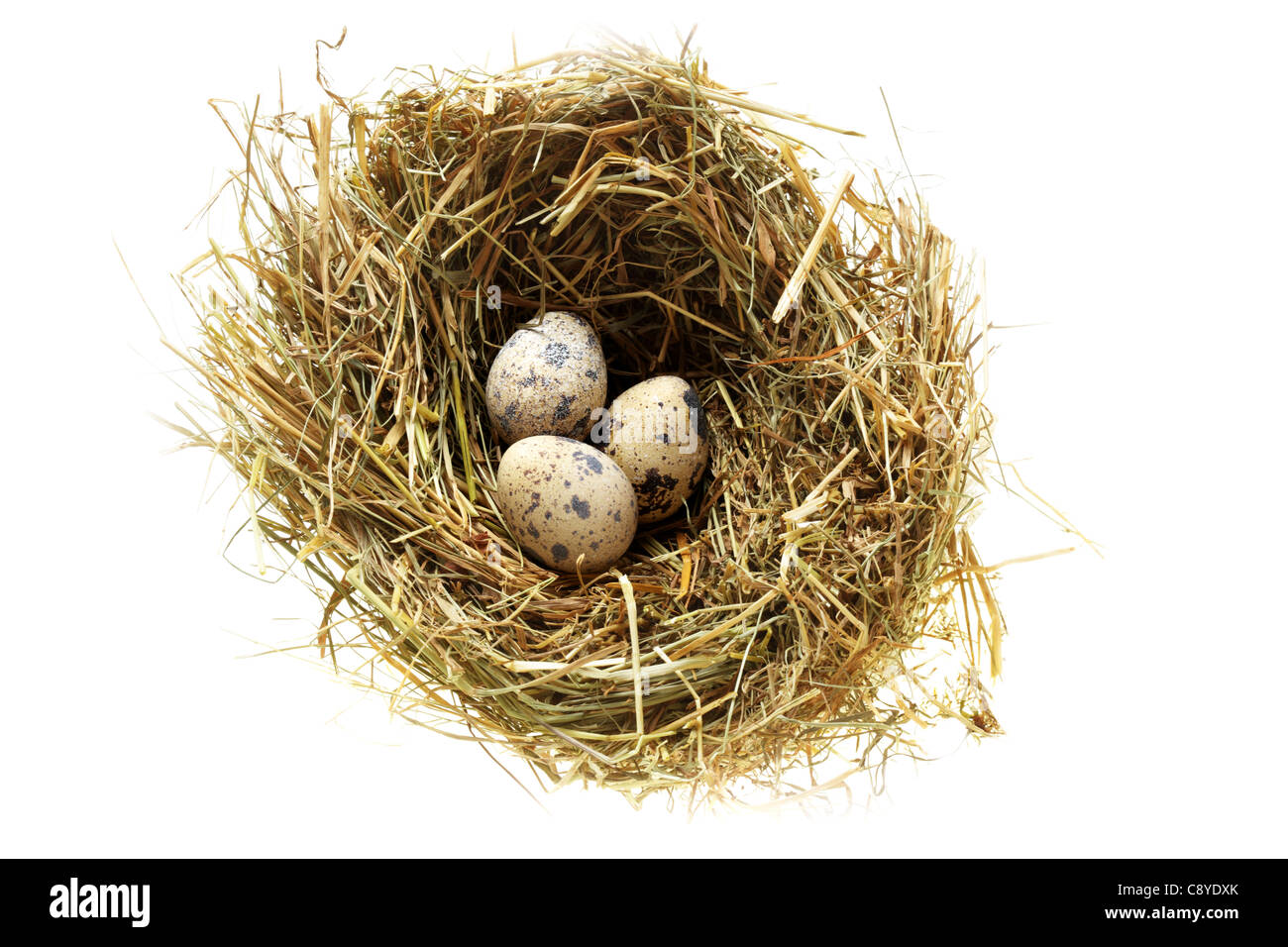 Nest mit Wachteleiern isoliert auf weißem Hintergrund Stockfoto