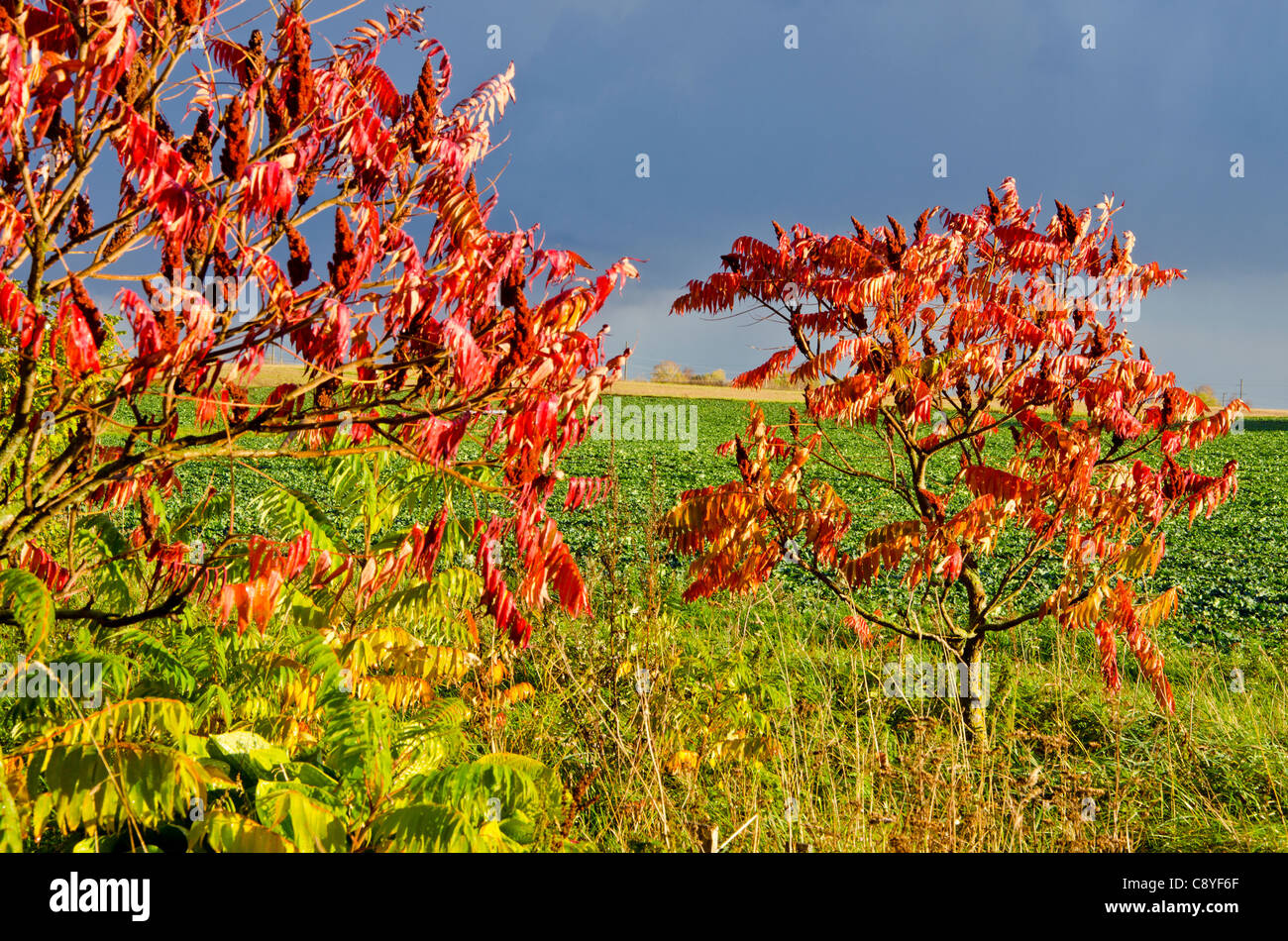 Paar kleine Bäume mit roten farbigen Herbstlaub in der Nähe von landwirtschaftlich genutzten Feldern wachsen. Stockfoto