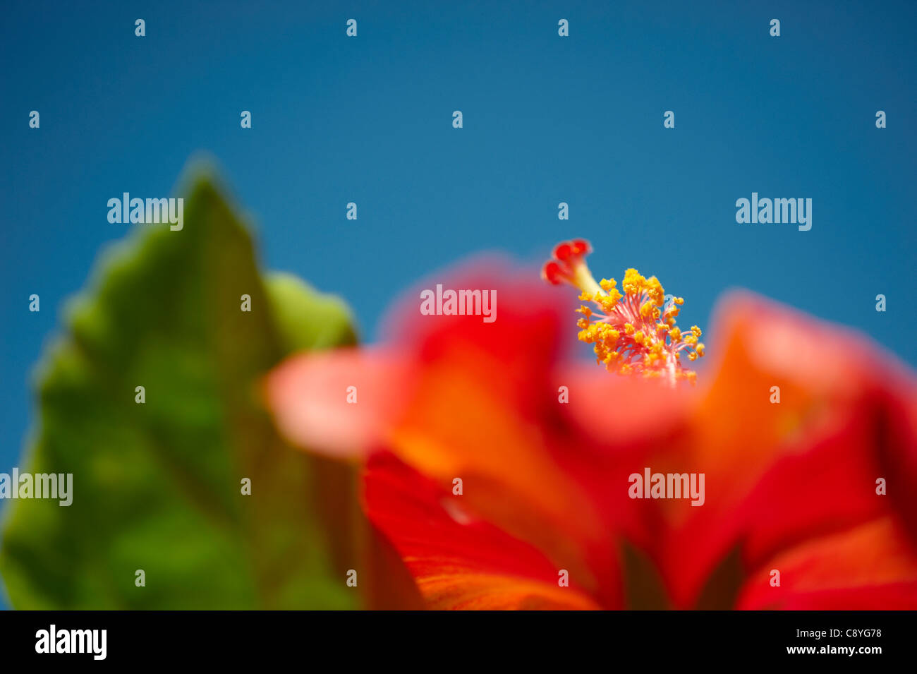 Lebhafte rote Hibiskus Stockfoto