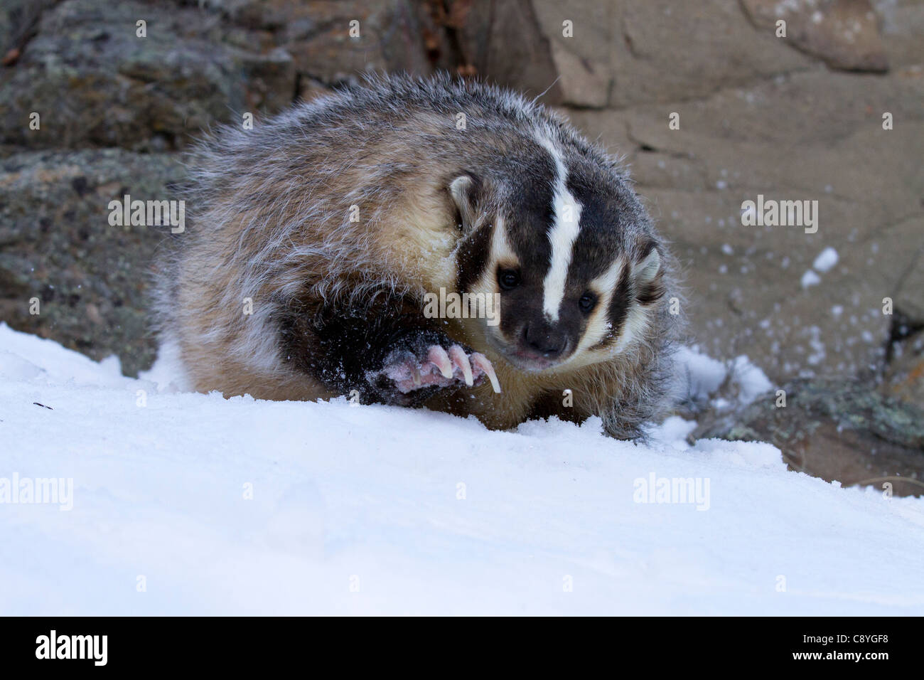 Amerikanischer Dachs, Taxidea Taxus Graben im Schnee Stockfoto