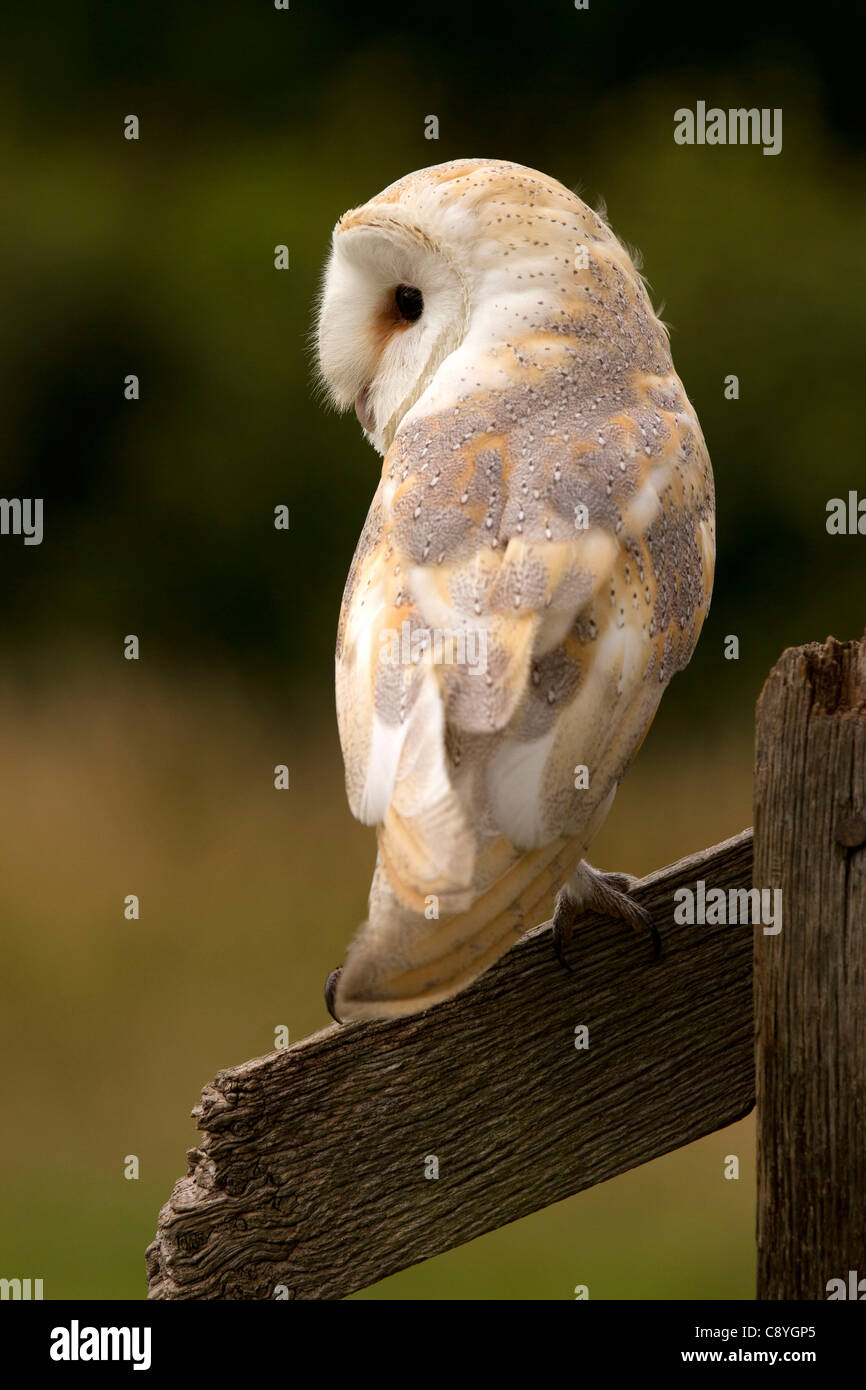 Schleiereule, Tyto Alba sitzen auf einem Pfosten, während die Jagd Stockfoto