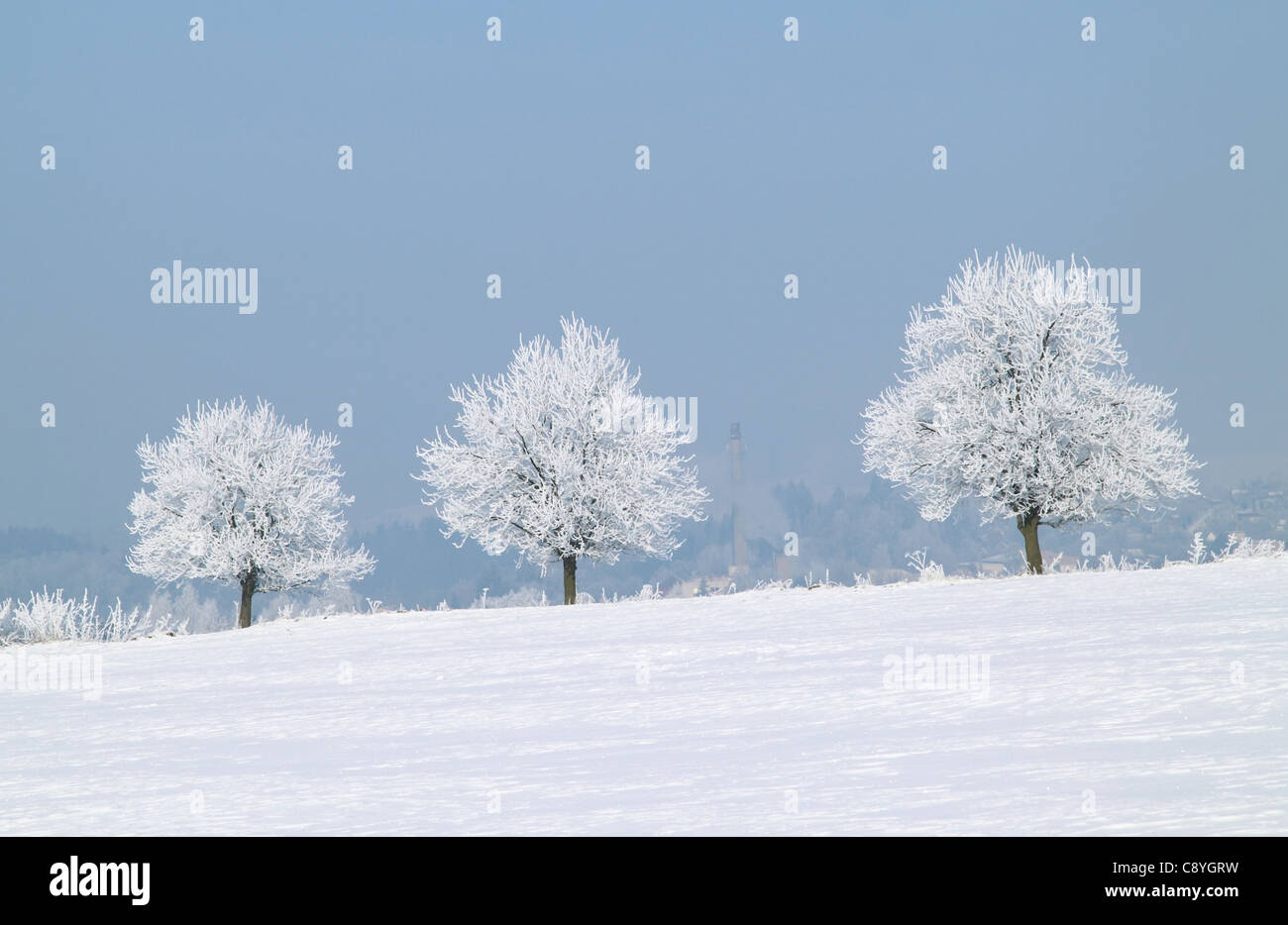 Frostiger Baum Schönheit Tag Foto Stockfoto
