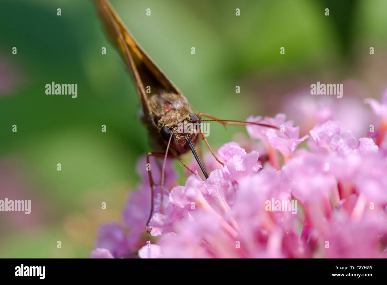 Silber-spotted Skipper (Epargyreus Clarus) Fütterung auf Schmetterlingsstrauch (Sommerflieder Davidii) Stockfoto