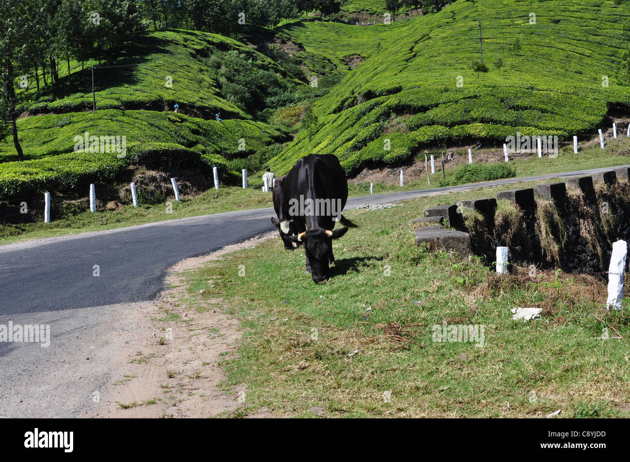 Eine Kuh weidet sich an der Seite einer Straße, die ein Teegarten durchschneidet Stockfoto