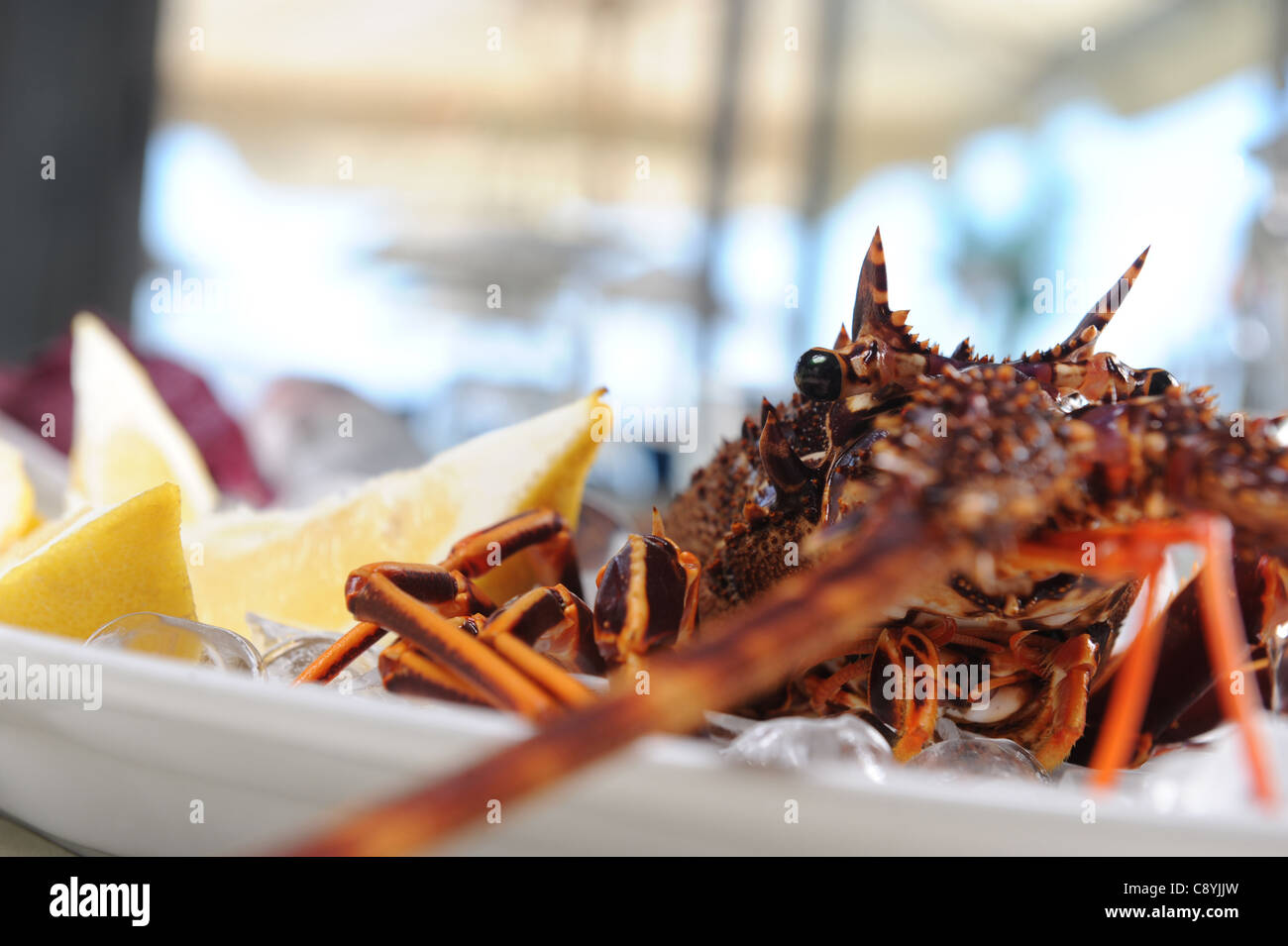 Mediterrane Krebse auf Eis über einen Tisch im restaurant Stockfoto