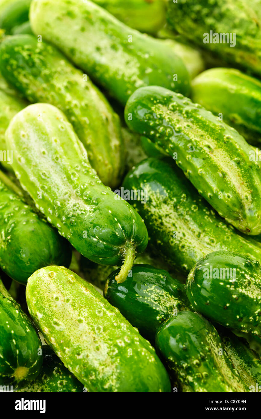 Frische grüne Gurken in einen Haufen Closeup, pflanzliche Hintergrund Stockfoto